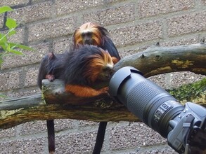 Affe und kamera klein